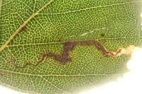 Stigmella betulicola