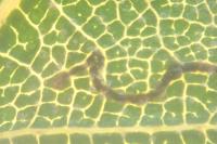 Stigmella betulicola
