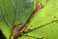 Phyllonorycter mespilella