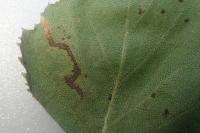 Stigmella betulicola