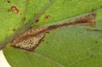 Phyllonorycter mespilella