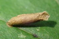 Coleophora trigeminella