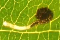 Bucculatrix frangutella