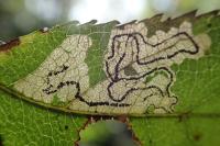 Stigmella magdalenae
