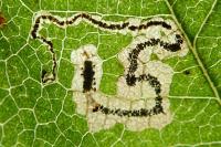 Stigmella mespilicola