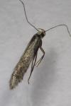 Scrobipalpa pauperella