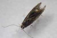 Scrobipalpa pauperella
