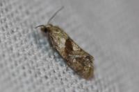 Cochylidia