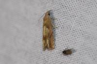 Eucosma conterminana