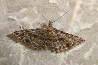 Alucita huebneri