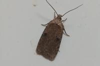 Agonopterix propinquella