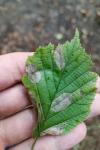 Phyllonorycter coryli