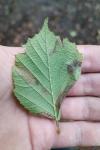 Phyllonorycter coryli