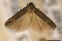 Ascalenia vanella