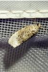 Apotomis
