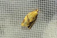 Clepsis consimilana