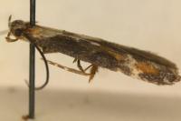 Mompha divisella