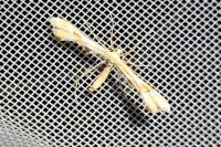 Cnaemidophorus rhododactylus