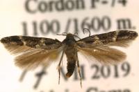 Mompha sturnipennella