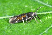 Pancalia schwarzella