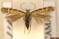Aristotelia brizella