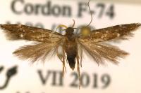 Argolamprotes micella