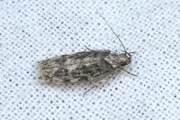 Psoricoptera gibbosella