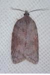 Acleris sparsana