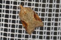 Acleris laterana