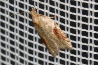 Acleris laterana