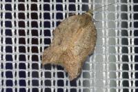 Acleris emargana