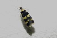 Oegoconia