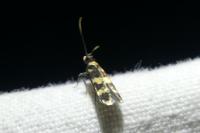 Oegoconia