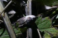Acleris variegana