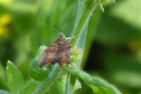 Choreutis nemorana
