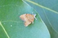 Choreutis nemorana