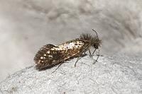 Dyseriocrania subpurpurella
