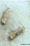 Agonopterix nervosa
