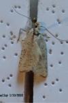 Agonopterix nervosa