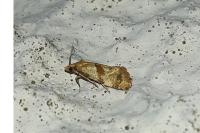 Phalonidia contractana