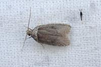 Agonopterix cnicella