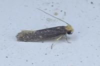 Monopis nigricantella
