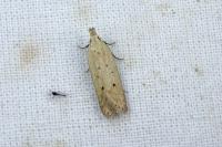 Nothris verbascella