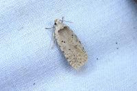 Agonopterix gr. adspersella