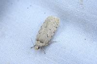 Agonopterix gr. adspersella