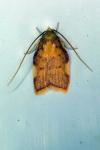 Carcina quercana