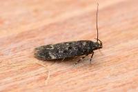 Bryotropha affinis