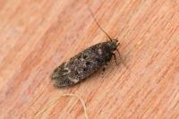 Bryotropha affinis
