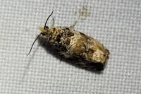 Celypha flavipalpana