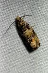 Celypha flavipalpana